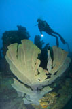 SJN400300U
Elephant ear sponge attached to a shipwreck, Solomon Islands.