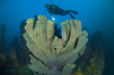 SJN400301U
Elephant ear sponge attached to a shipwreck, Solomon Islands.