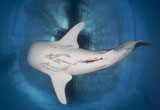 SJN400319U
Whale Shark feeding under fishing platform, West Papua.