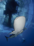 SJN400320U
Whale Shark feeding under fishing platform, West Papua.
