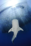 SJN400321U
Whale Shark feeding under fishing platform, West Papua.