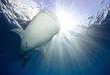 SJN400345U
Whale Shark feeding under fishing platform, West Papua.