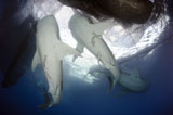 SJN400346U
Whale Shark feeding under fishing platform, West Papua.