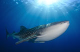 SJN400352U
Whale Shark feeding under fishing platform, West Papua.
