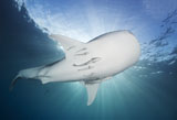 SJN400353U
Whale Shark feeding under fishing platform, West Papua.