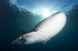 SJN400354U
Whale Shark feeding under fishing platform, West Papua.