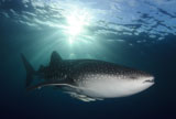 SJN400355U
Whale Shark feeding under fishing platform, West Papua.