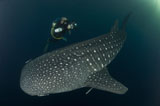 SJN400356U
Scuba diver and whale shark, Papua, Indonesia.