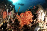 SJN400357U
Diver explores a coral reef in Cenderawasih Bay, West Papua, Indonesia.