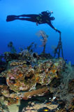 SJN400358U
A diver hangs on to a piece of WW2 stern wreckage, West Papua, Indonesia.
