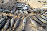 STK101736M
Mortar rounds, ammunition, and other enemy ordnance lay in a cache.