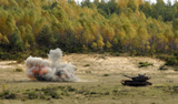 STK102225M