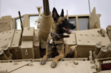 STK102260M
A military working dog sits on a U.S. Army M2A3 Bradley Fighting Vehicle.