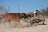 STK105409M
A dog handler works on take-down techniques with a military working dog.