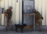STK105420M
Dog handlers conduct improvised explosive device training.