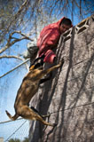 STK105821M
A military working dog climbs a wall to apprehend a suspect.