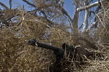 STK106406M
Soldier demonstrates how camouflaged ghillie suits blend into their surroundings.