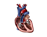 STK700002H
Cross section of human heart.