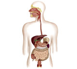 STK700003H
Anatomy of human digestive system.