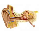 STK700004H
Cross section of human ear.