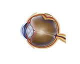 STK700005H
Anatomy of human eye.