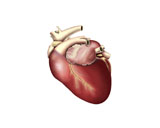 STK700006H
Illustration of human heart.