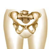 STK700007H
Anatomy of female hips and pelvic bones.