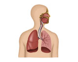 STK700008H
Anatomy of human respiratory system.