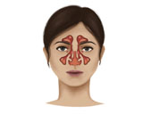 STK700009H
Anatomy of nasal sinuses.
