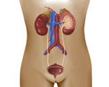 STK700010H
Anatomy of female urinary system.