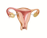 STK700011H
Anatomy of female uterus.