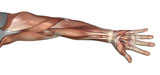 STK700145H
Muscle anatomy of the human arm, anterior view.