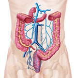 STK700167H
Anatomy of human abdominal vein system.