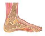 STK700169H
Cross section of anterior human foot with muscles and ligaments.