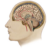 STK700170H
Cross section of brain with arteries.