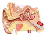 STK700172H
Anatomy of human ear.