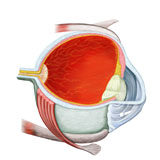 STK700173H
Cross section of human eye.