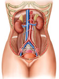 STK700179H
Anatomy of human organs.