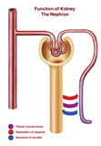 STK700181H
Diagram of a nephron, the functional unit of excretion in the kidney.