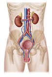 STK700184H
Anatomy of male urinary system.