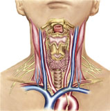 STK700185H
Anatomy of human neck.