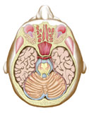 STK700188H
Transverse section of the midbrain.