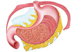 STK700191H
Anatomy of the human stomach.