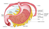 STK700192H
Anatomy of the human stomach.