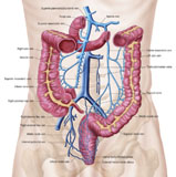 STK700193H
Anatomy of human abdominal vein system.