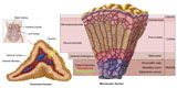 STK700194H
Anatomy of adrenal gland, cross section.