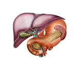 STK700195H
Anatomy of liver, antero-visceral view.