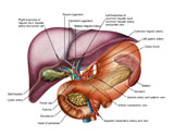 STK700196H
Anatomy of liver, antero-visceral view.