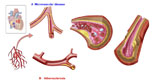 STK700197H
Blood vessel anatomy.