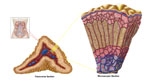 STK700199H
Anatomy of adrenal gland, cross section.